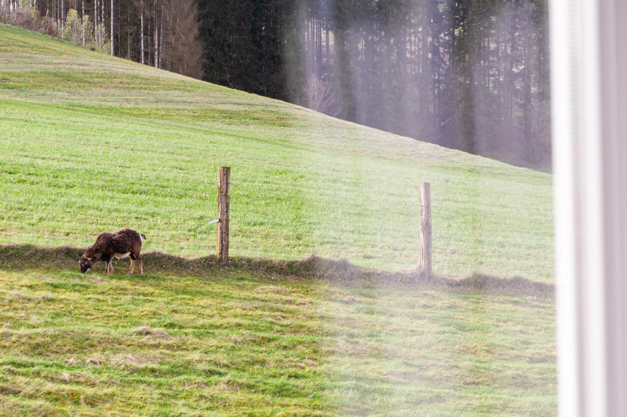 Forellenhof Wald- Und Wiesenquartier バート・ベルレブルク エクステリア 写真